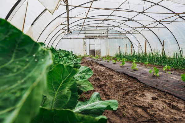 Greenhouse Demolition in Turlock